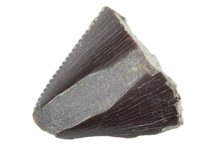 Jurassic Dinosaur (Allosaurus) Tooth Tip - Colorado #222515